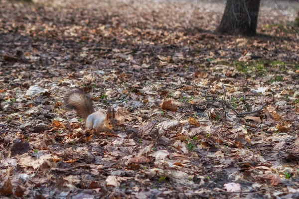 Écureuil Dans Parc Forestier Automne Écureuil Avec Des Noix Dans — Photo