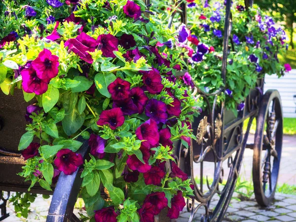 Flowers purple and pink petunias in a carriage. decorative flower bed