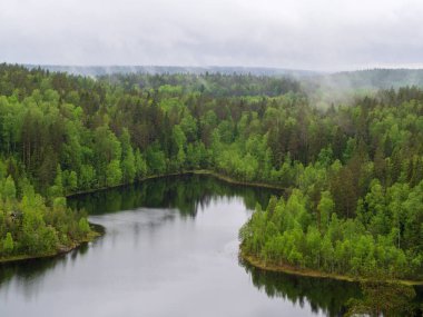 Orman gölü kıyı manzara . Yaz orman göl kıyı panoraması. Orman gölü kıyı görünümü