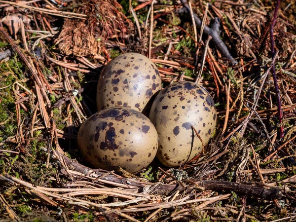 Nest Filled Three Seagull Bird Eggs Moss — Stock Photo, Image