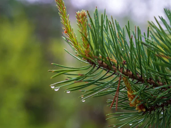 大雨の後の松の木 枝と水滴のクローズアップ — ストック写真