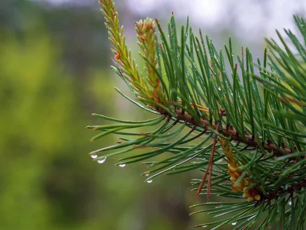 Tallskog Efter Kraftigt Regn Närbild Grenen Och Vattendroppar — Stockfoto