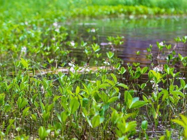 Plantas Verdes Sendero Costero Lago — Foto de Stock