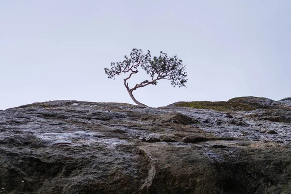 Lonely Pine Rock Sky — Stock Photo, Image