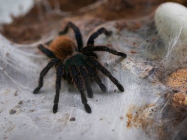 Yeşil Şişe Mavi Tarantula Örümcek. Kromatopelma siyaneopubescens. İnternette tarantula örümceği. Cadılar Bayramı için arkaplan.