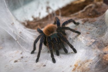 Yeşil Şişe Mavi Tarantula Örümcek. Kromatopelma siyaneopubescens. İnternette tarantula örümceği. Cadılar Bayramı için arkaplan.