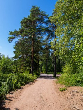 Yeşil bir ormanda kirli bir yol
