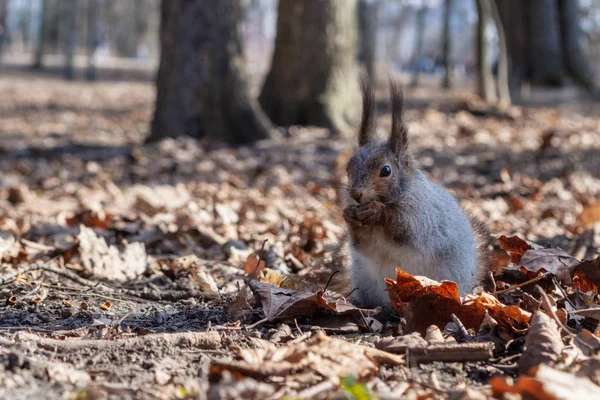 Tupai Taman Hutan Musim Gugur Tupai Dengan Kacang Dedaunan Musim — Stok Foto