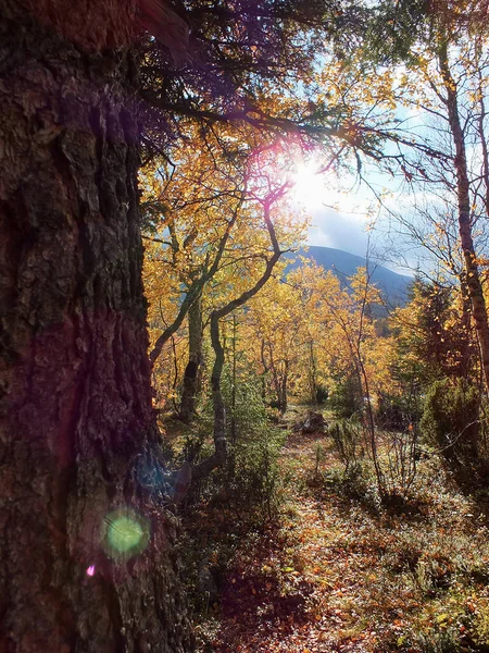 Autumn forest trail view. Forest trail in autumn. Autumn forest trail