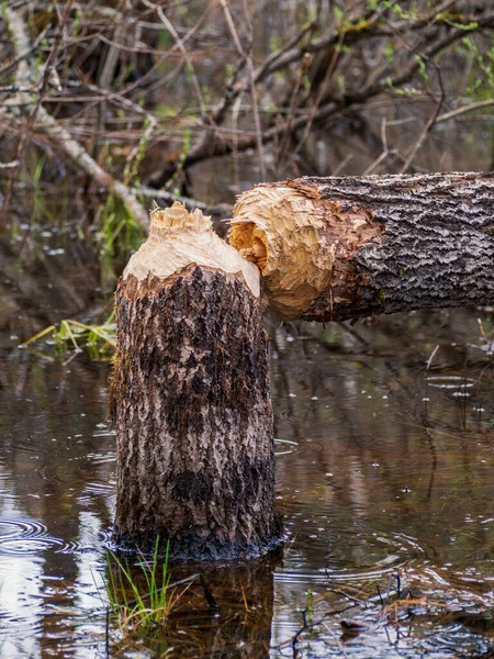 Castoro Sedersi Rosicchiare Albero — Foto Stock