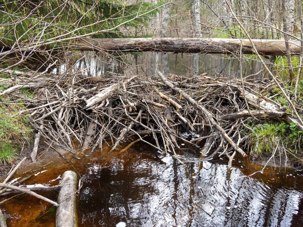 Beaver Dam Small River — Stock Photo, Image