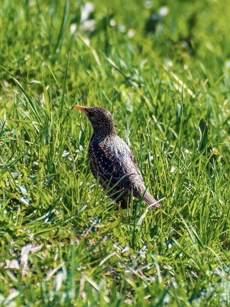 Pássaro Preto Starling Procura Vermes Grama — Fotografia de Stock