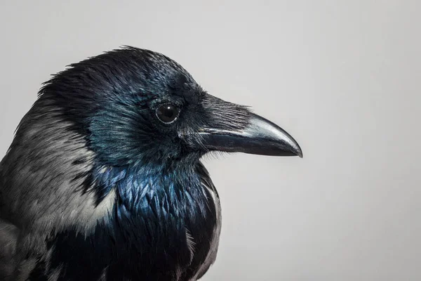 Crow Bird Close Gray — Stock Photo, Image