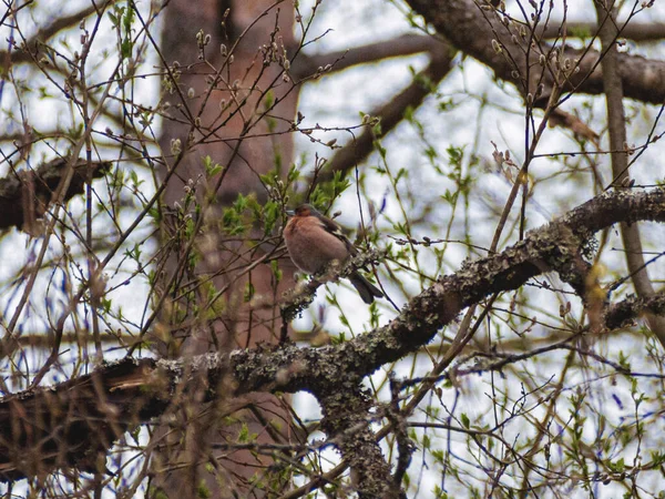 Тонкий Птах Червоним Животом Дереві — стокове фото