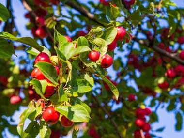 Elma dalında kırmızı elmalar