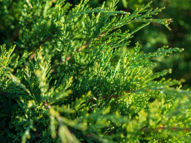 Çiçek açan fundalarla kaplı yeşil tarlalar, yaz, vahşi yaşam.