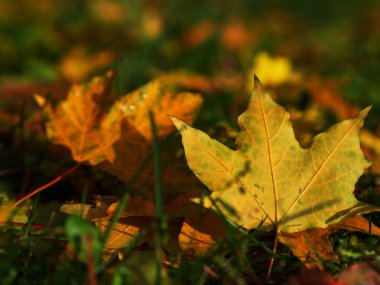 Düşen sonbahar yapraklarından yapılmış renkli ve parlak arkaplan