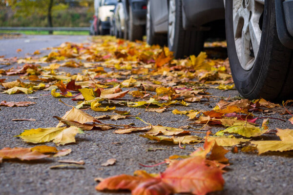 Car on asphalt road on autumnr day at park