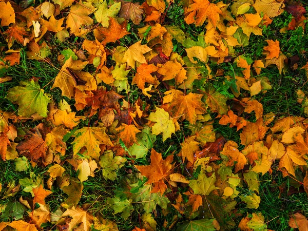 Fondo Colorido Brillante Hecho Hojas Otoño Caídas — Foto de Stock