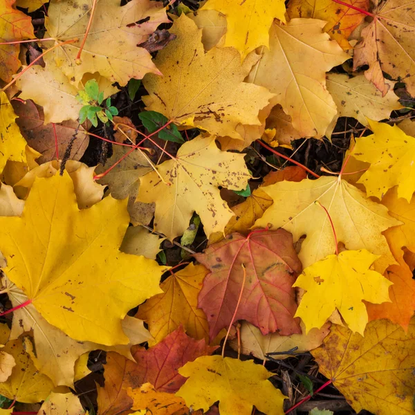 Fondo Colorido Brillante Hecho Hojas Otoño Caídas —  Fotos de Stock