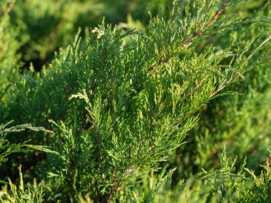 Çiçek açan fundalarla kaplı yeşil tarlalar, yaz, vahşi yaşam.
