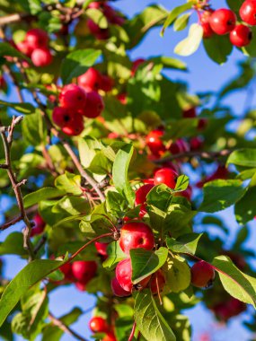 Elma dalında kırmızı elmalar