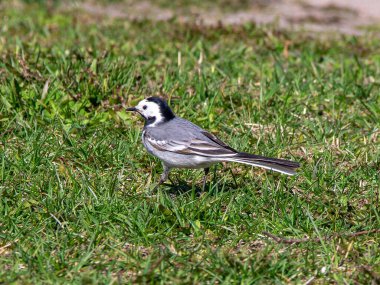 Çimenlerde sallanan kuş
