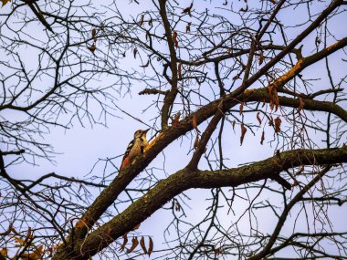 Büyük benekli ağaçkakan yatay olarak çekilmiş bir huş dalına tünemiş.