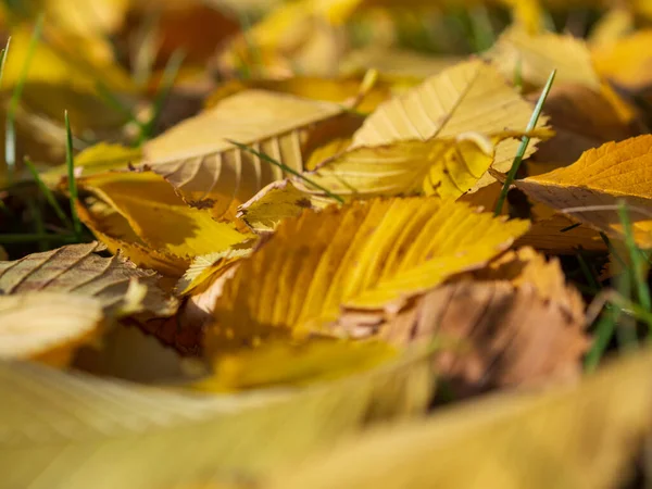 Bunte Und Helle Hintergrund Aus Gefallenen Herbstblättern — Stockfoto