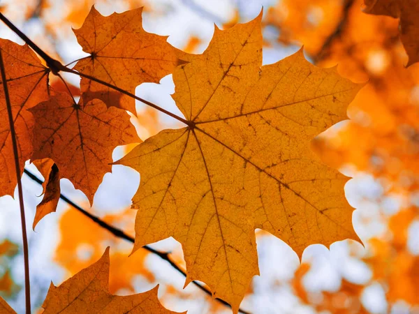 red yellow fall maple leafs illuminated by sun natural background