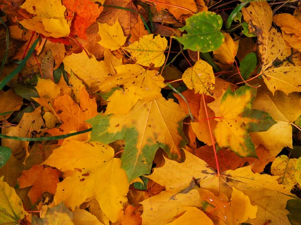 Bunte Und Helle Hintergrund Aus Gefallenen Herbstblättern — Stockfoto