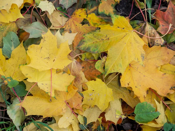 Цветной Яркий Фон Опавших Осенних Листьев — стоковое фото