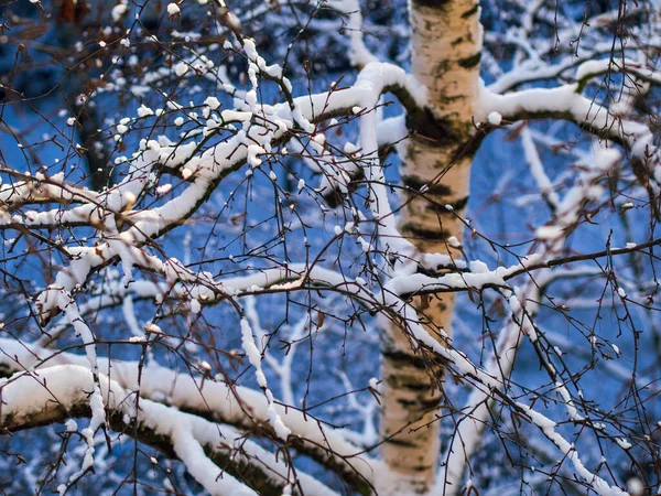 Зимний Вид Кусты Покрытый Снегом Зимняя Сцена Снега Зимой Ветви — стоковое фото