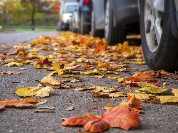 Otomobil asfalt yolda sonbahar gününde parkta