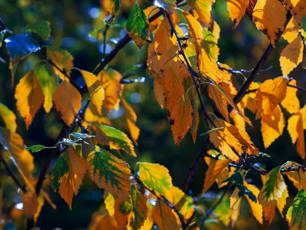 Witte Herfstberken Met Herfstbladeren Achtergrond — Stockfoto