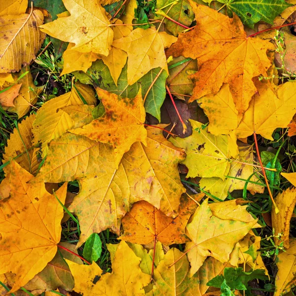 Fondo Colorido Brillante Hecho Hojas Otoño Caídas —  Fotos de Stock