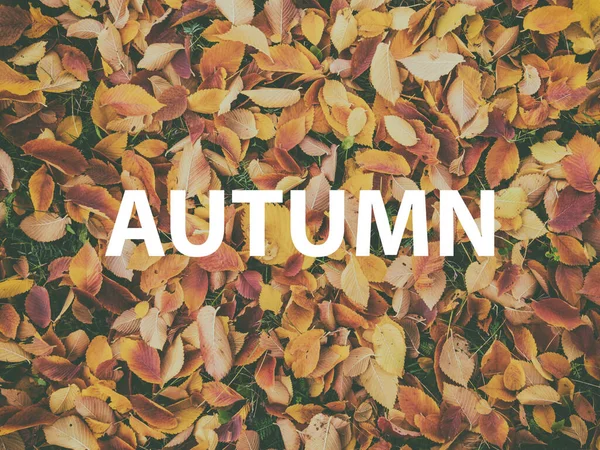 Фон Оранжевого Клена Листья Поздравительной Надписью Осень — стоковое фото
