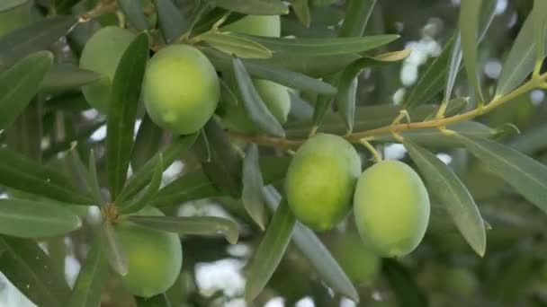 Zelené olivy naložené ve středomořské zahradě — Stock video