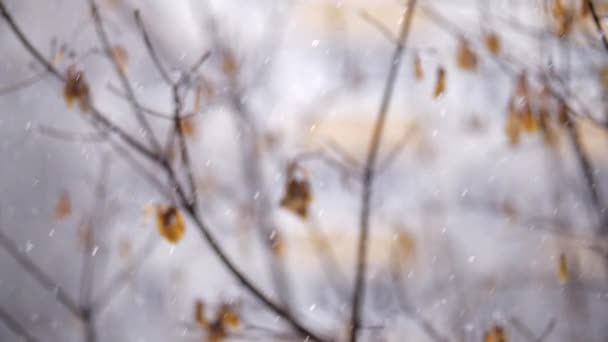 Caduta neve e alberi sbiaditi nel tardo autunno — Video Stock