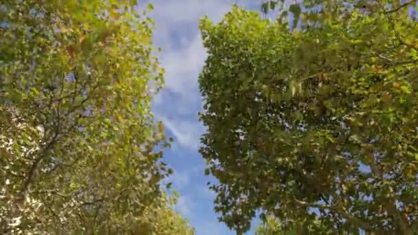 Caminhando no parque de outono. Vista para o céu e topos de árvores — Vídeo de Stock