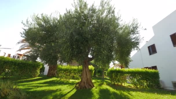 Jardín de casa verde con gran olivo fructífero — Vídeo de stock