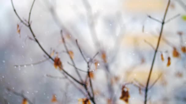 Salju turun melawan pohon yang pudar di musim gugur — Stok Video