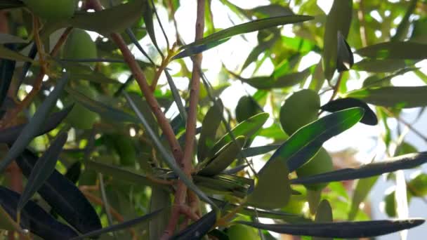 Зеленая оливковая ветка в средиземноморском саду — стоковое видео