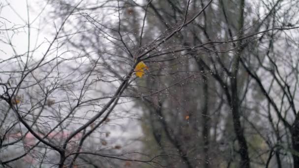 Gołe drzewa i jesienne opady śniegu — Wideo stockowe