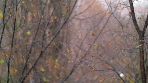 Chute de neige en automne contre les arbres fanés — Video