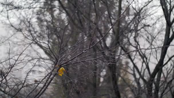 Kala träd med sista blad under hösten snöfall — Stockvideo