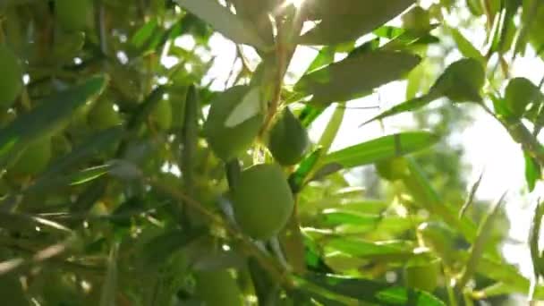 Tak met groene olijven in fel zonlicht — Stockvideo