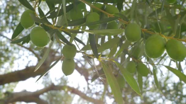 Зеленая оливковая веточка и большое дерево на заднем плане — стоковое видео