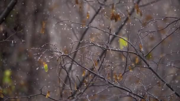 Herfst sneeuwval scène — Stockvideo