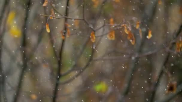 Floresta de neve no dia de outono frio — Vídeo de Stock